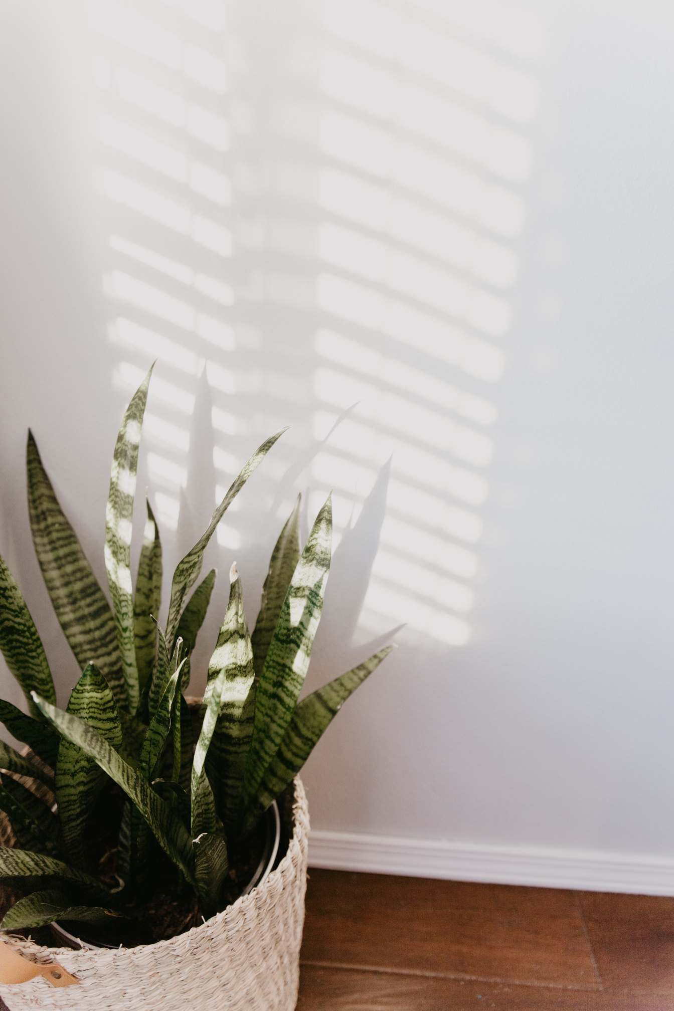 A Green Plant Near the White Wall